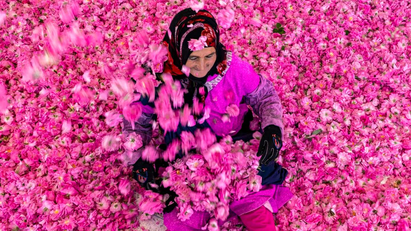 A vibrant scene from the Rose Festival in El Kelaa M'Gouna, where a woman is surrounded by thousands of vivid pink rose petals.