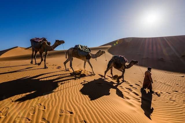 A person leading camels across the sandy dunes of the Sahara Desert under a clear blue sky.