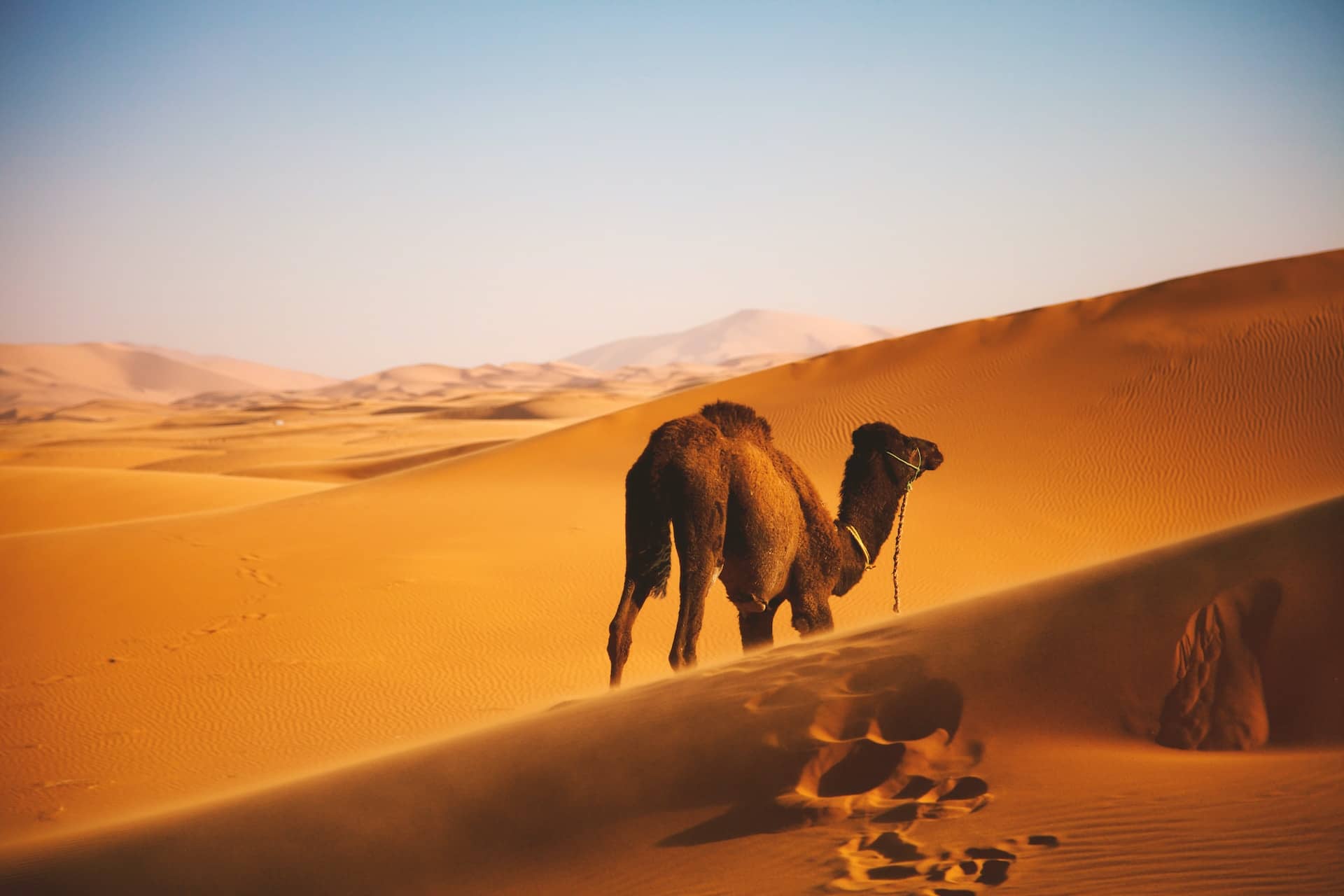 A lone camel casts a shadow on the smooth, golden dunes of the Sahara Desert under the warm sunlight.